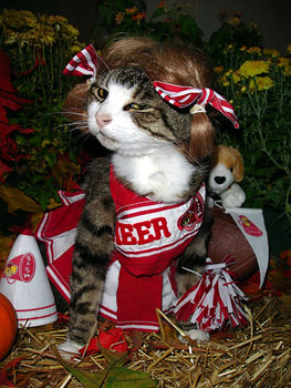 Image result for pets cheerleader costume
